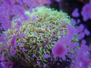 StarPolyps