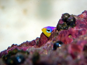 Scared to Death of the other fish