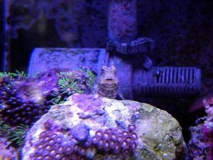Toro