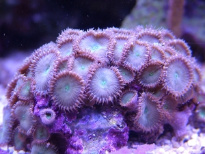 DSCF1306
