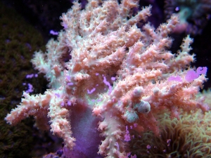 ID THIS PLEASE