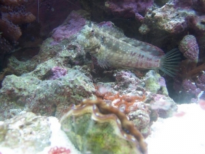 Bruce The Blenny