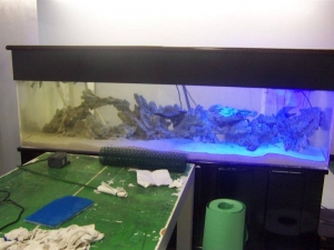 Reef Tank