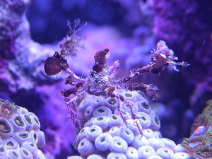 Decorator Crab