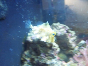 Humpback Turretfish