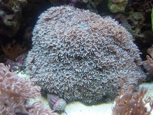 Pipe Organ Coral