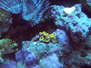 Yellow Zoos