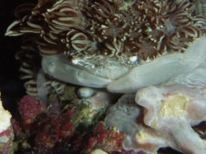 Unknown crab