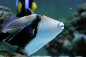 Humu Rectangle Triggerfish