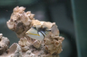 Humu Picasso Triggerfish