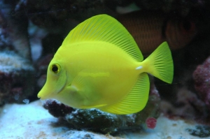 Yellow Tang