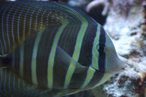Sailfin Tang