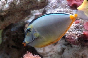 Naso Tang