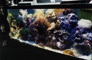 My Old 30 Long+