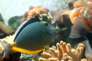 Naso Tang