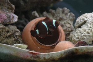 Yellowstripe Maroon Clownfish