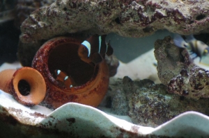 Yellowstripe Maroon Clownfish