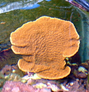 Ornge/Orange CAP