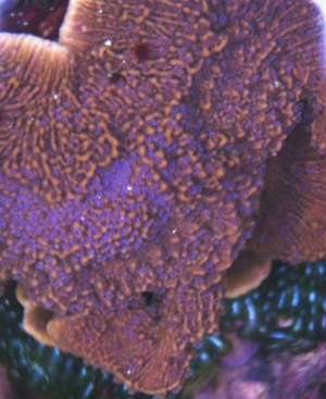 Brown/Purple CAP