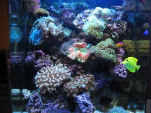 Ruben's Aquarium in Nipomo Ca