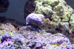 Turbo_snail