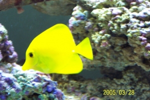 Yellow_Tang