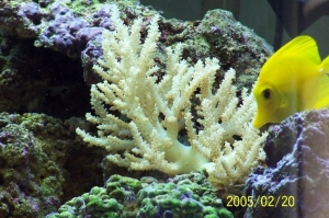 Yellow_tang_2