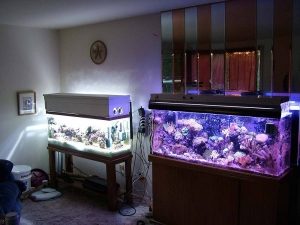 New tank