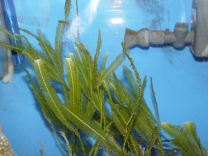 feather_caulerpa_1_