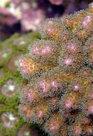 Pink procilapora