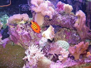 DSCF1334200