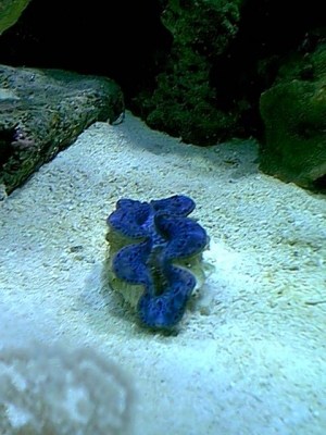 blue maxima