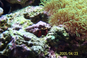 Hermit Crab
