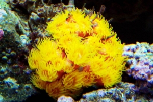 Sun Polyp