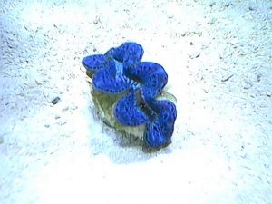 blue maxima-2