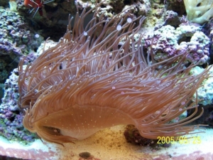 Killer Anemone