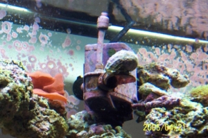 Snail on powerhead
