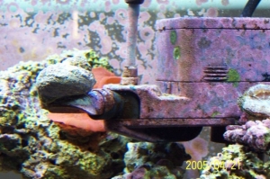 Snail on powerhead
