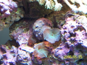 Mushroom offspring