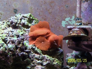 Mushroom offspring
