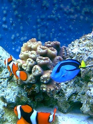 candy_cane_coral3