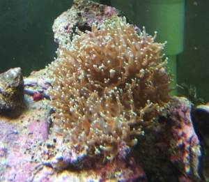 Hairy Mushroom