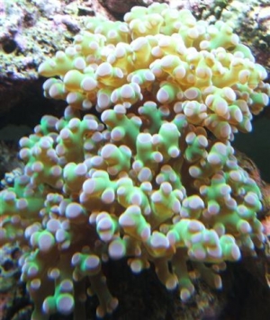 Branching Frogspawn