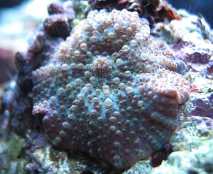 shroom