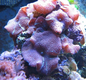 purple mushroom