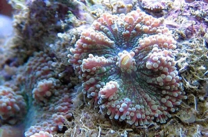 multicolor yumas
