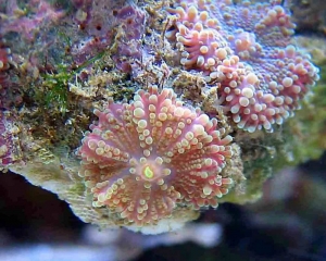 pink base yuma