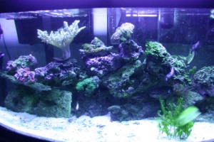 72 gal under atinic