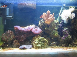 Tank Shot