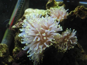 Torch Coral